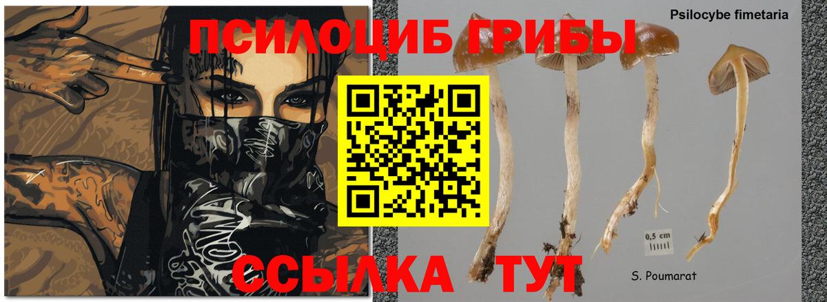 Пугачёв  Псилоцибиновые грибы ЛСД  Вход с VPN 